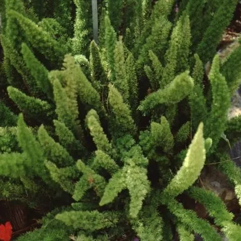 thumbnail for publication: Asparagus densiflorus 'Myers' Myers Asparagus Fern